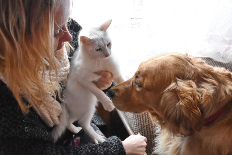 PET STOP PET STOP